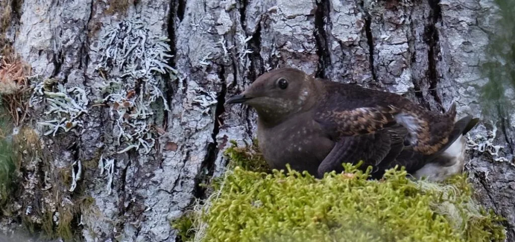 L’apprentissage automatique améliore la surveillance du guillemot marbré menacé