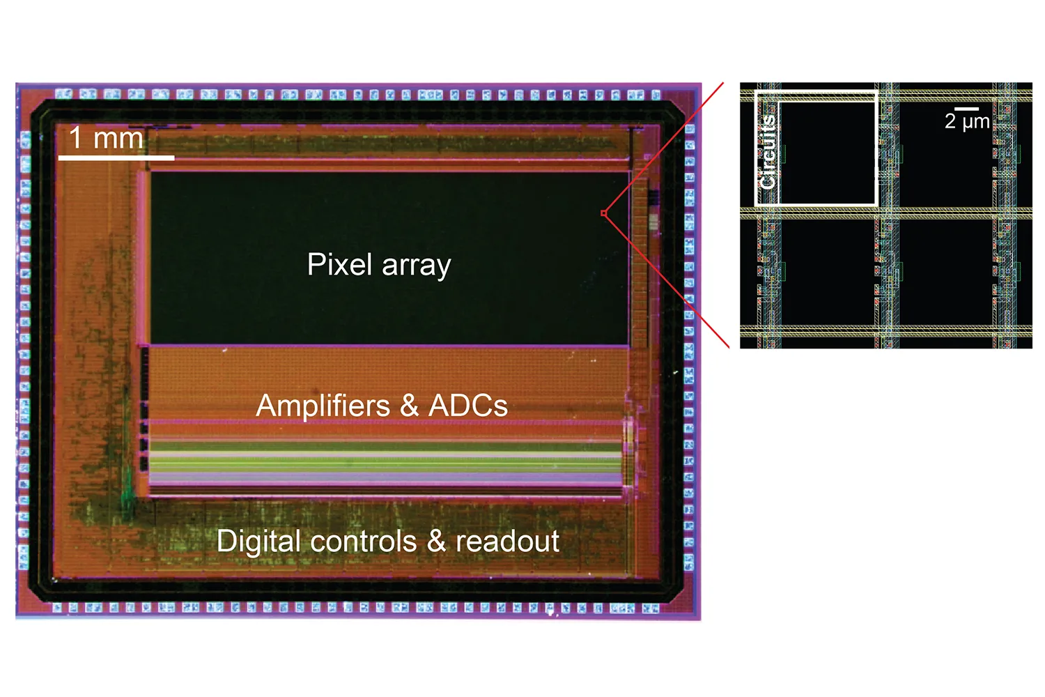 Grâce à des pixels programmables, un nouveau capteur améliore l'imagerie de l'activité neuronale |  Actualités du MIT